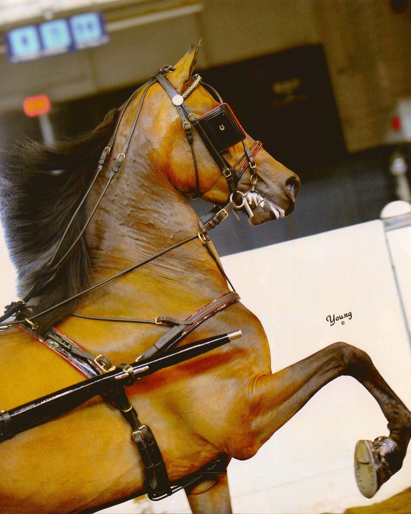 A photo of a horse driving in a horse show